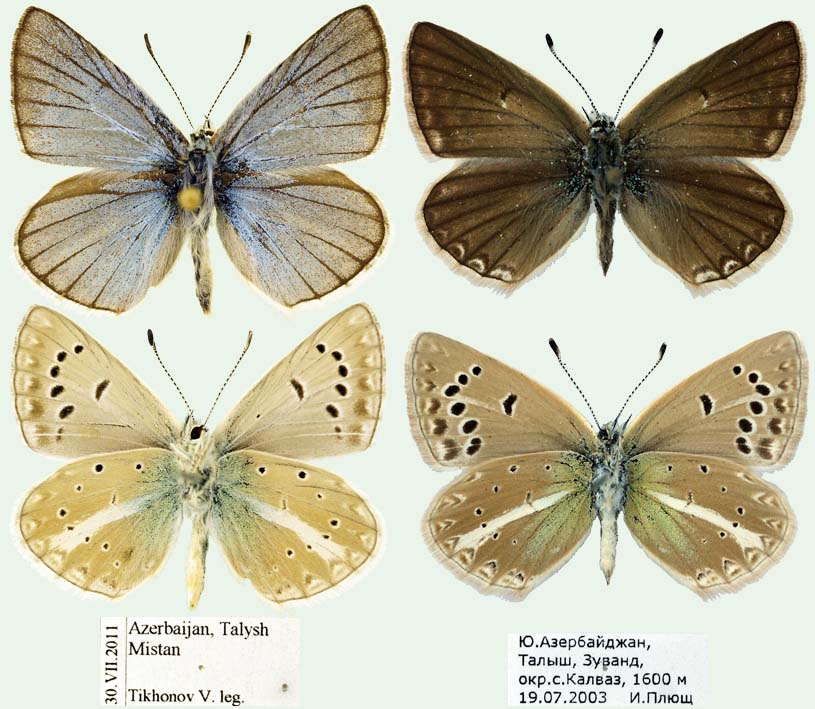 Polyommatus vanensis Foto